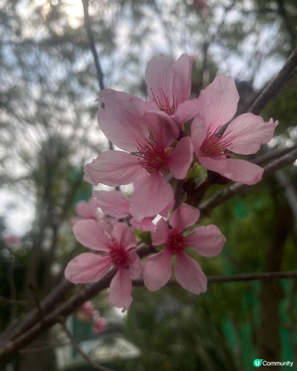 📸打卡位1 ： 鴨脷洲公園內的大嘴鳥