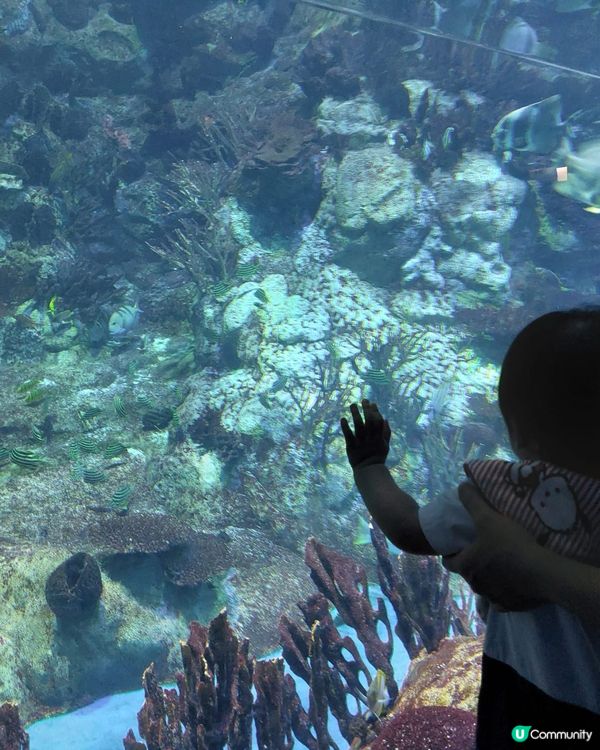 海洋公園玩到癲！🐼🌊🤣
