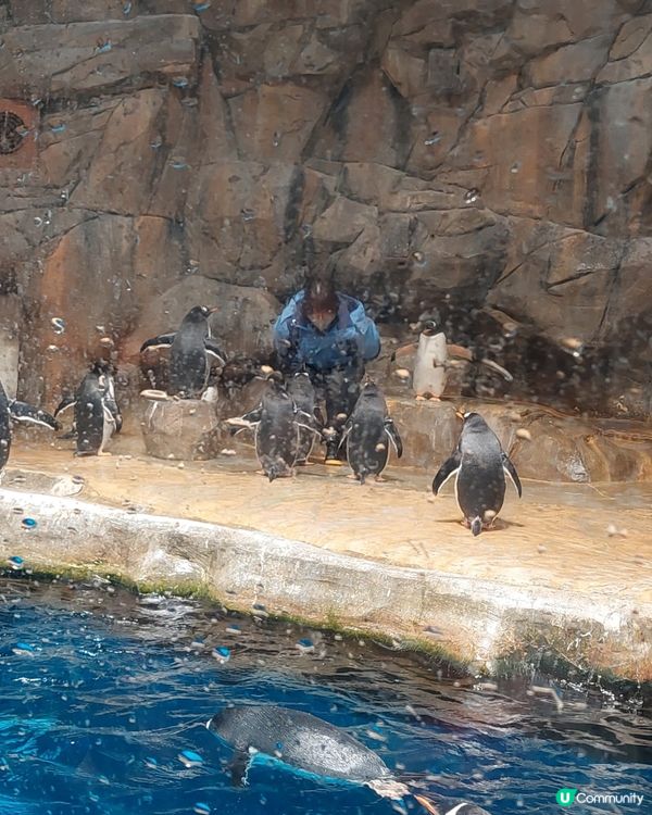 海洋公園玩到癲！🐼🌊🤣