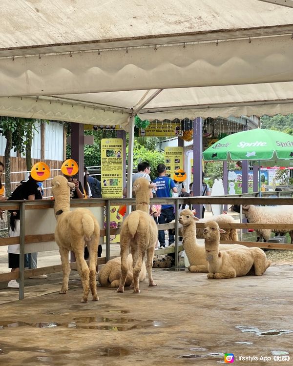 蝶豆花園