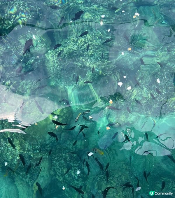 從馬尼拉到木瓜島坐車大概2個小時 可以浮潛 真的超級多的魚