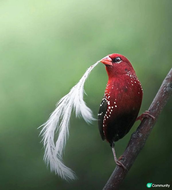 紅梅花雀又名草莓雀