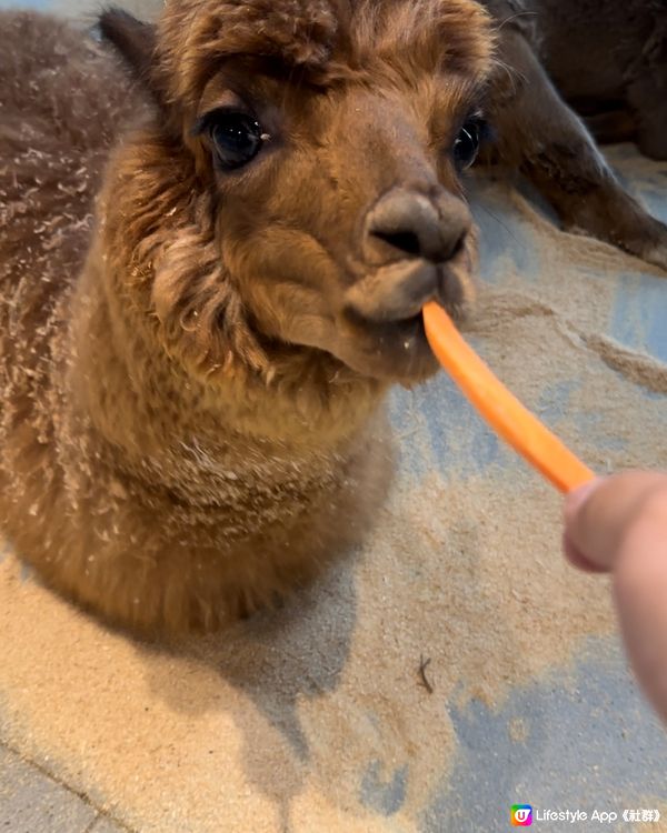 深圳必去餵動物🤣