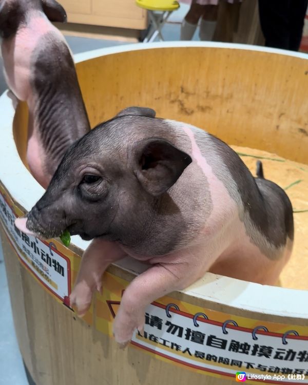 深圳必去餵動物🤣