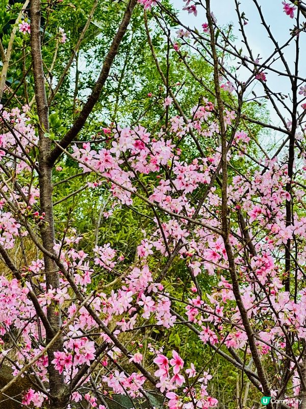 唔洗去日本都有靚靚櫻花睇🌸