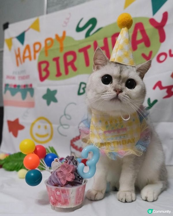 🎊🐻‍❄️貓貓3歲生日派對🎂🎊