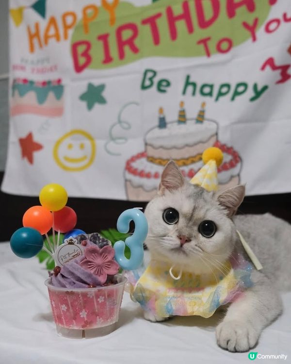 🎊🐻‍❄️貓貓3歲生日派對🎂🎊