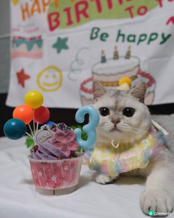 🎊🐻‍❄️貓貓3歲生日派對🎂🎊
