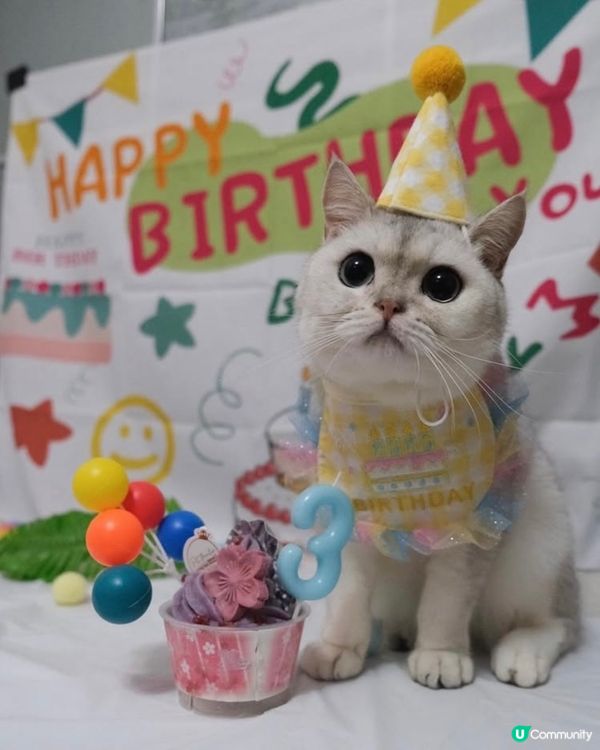 🎊🐻‍❄️貓貓3歲生日派對🎂🎊