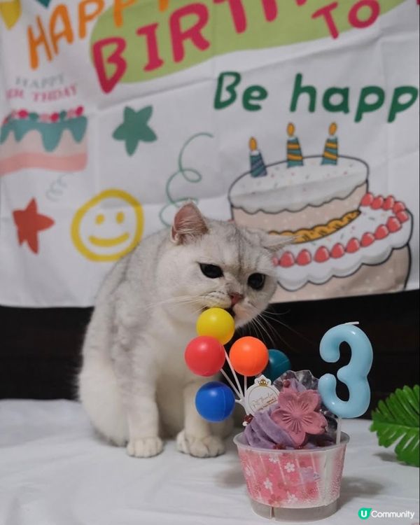🎊🐻‍❄️貓貓3歲生日派對🎂🎊