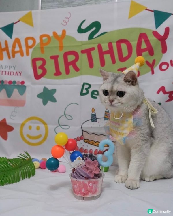 🎊🐻‍❄️貓貓3歲生日派對🎂🎊