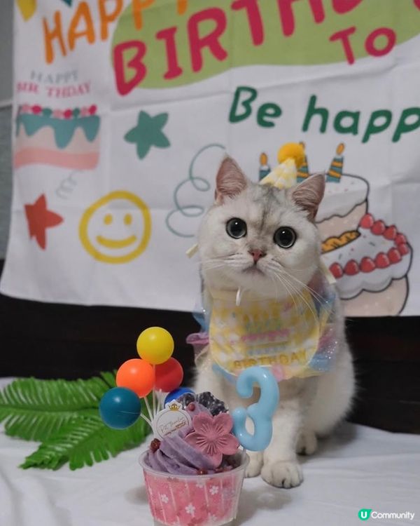 🎊🐻‍❄️貓貓3歲生日派對🎂🎊