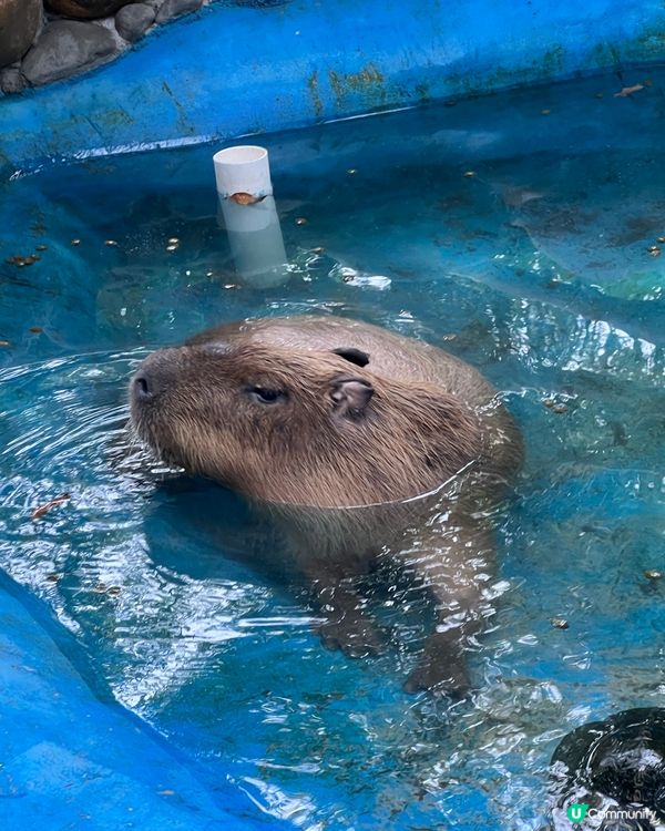 深圳 WOWO窩窩萌寵森友會|動物零距離