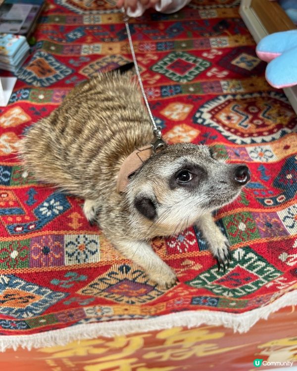 深圳 WOWO窩窩萌寵森友會|動物零距離