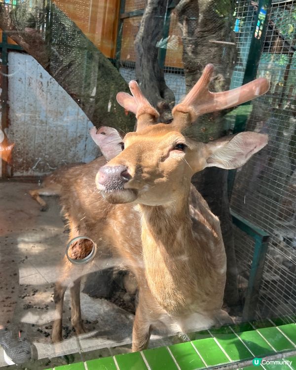 深圳 WOWO窩窩萌寵森友會|動物零距離