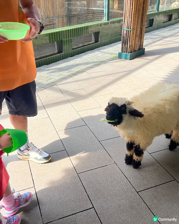 深圳 WOWO窩窩萌寵森友會|動物零距離