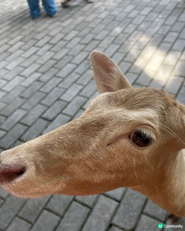 深圳 WOWO窩窩萌寵森友會|動物零距離