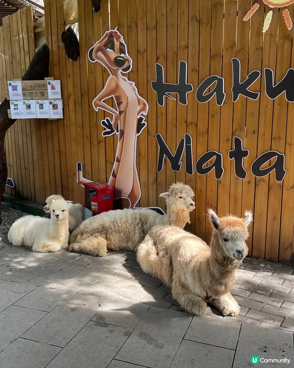 深圳 WOWO窩窩萌寵森友會|動物零距離