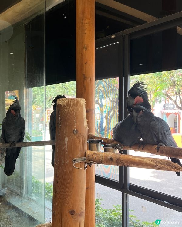 深圳 WOWO窩窩萌寵森友會|動物零距離