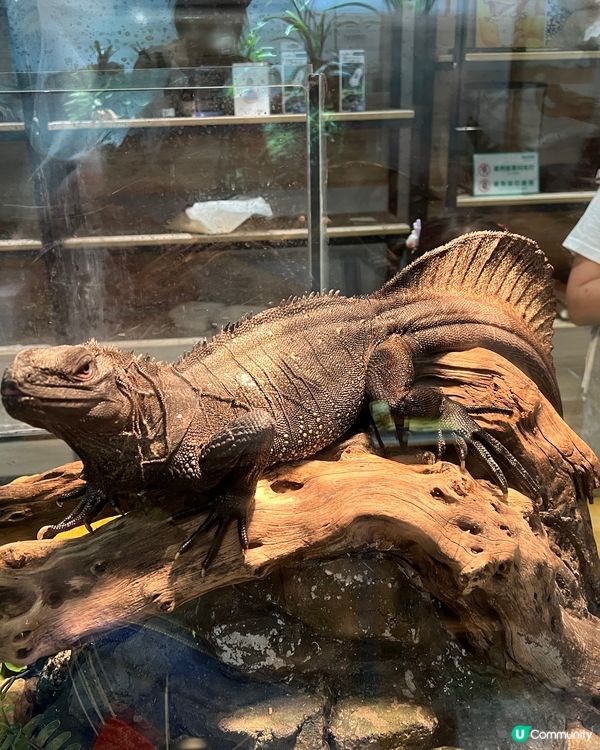 深圳 WOWO窩窩萌寵森友會|動物零距離