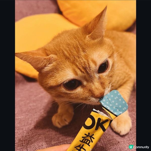 怪獸部落益生菌