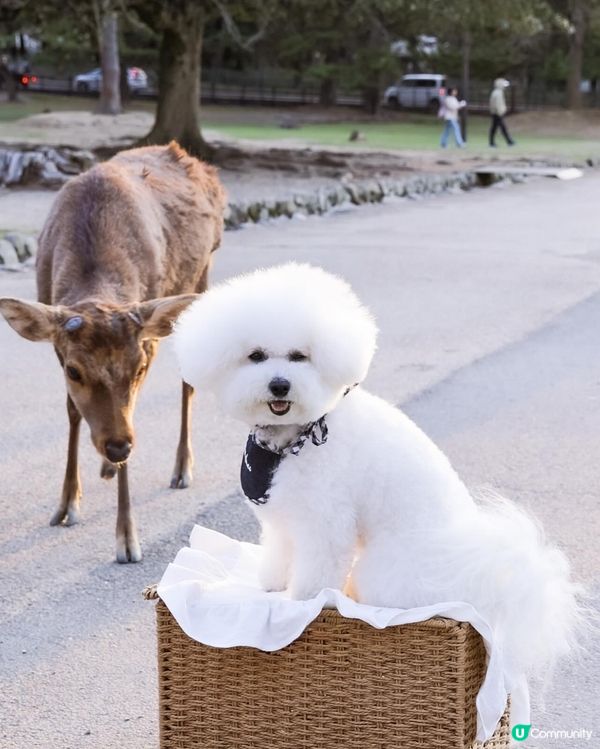 帶狗去日本🇯🇵奈良旅行必打卡｜小鹿既可爱日常🩷