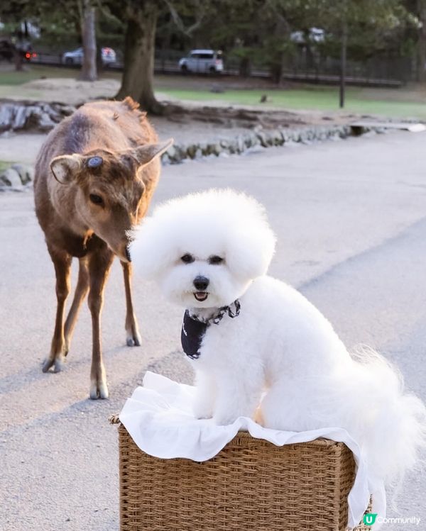 帶狗去日本🇯🇵奈良旅行必打卡｜小鹿既可爱日常🩷