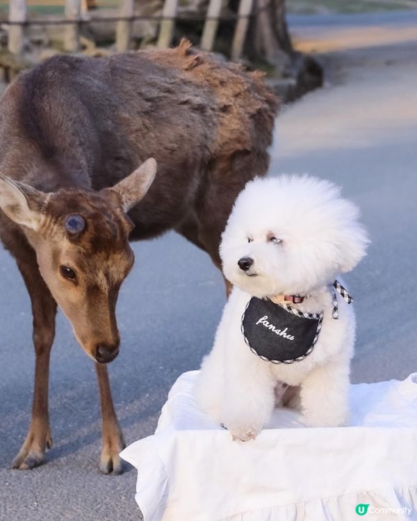 帶狗去日本🇯🇵奈良旅行必打卡｜小鹿既可爱日常🩷