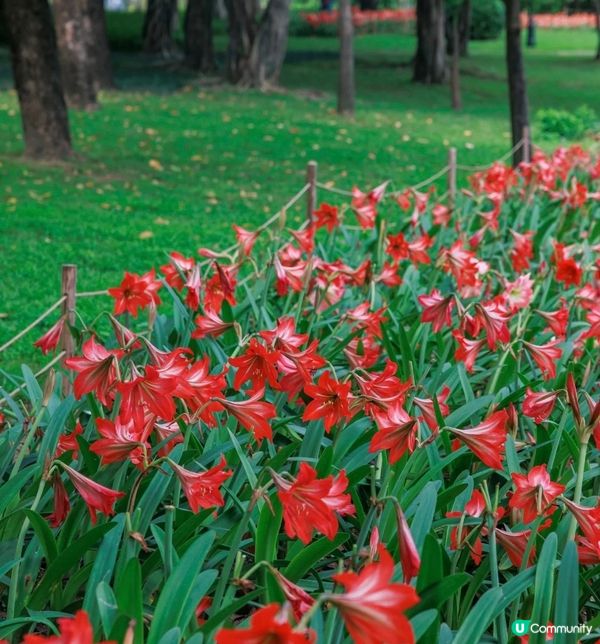 深圳市中心公園