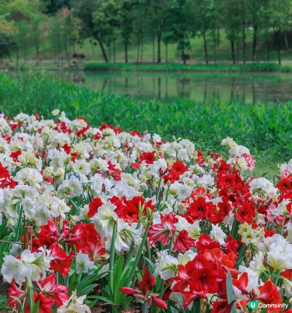 深圳市中心公園