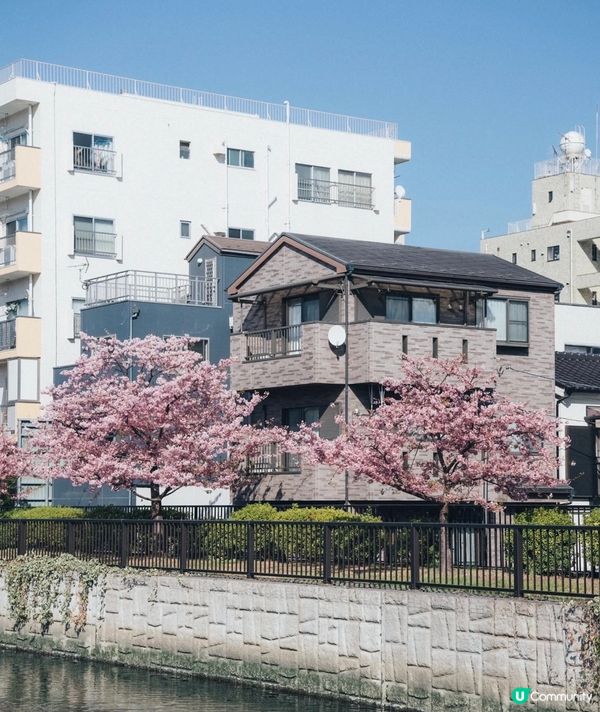 江東區都立木場公園東側的大橫川散步道