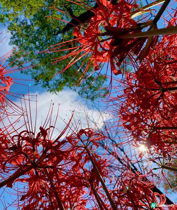 遠遠的一大片紅色映入眼簾，很壯觀。