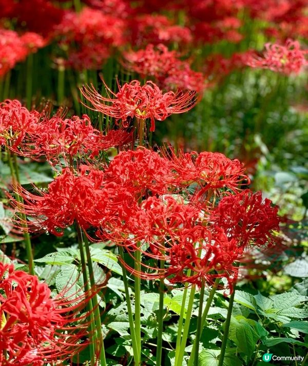 遠遠的一大片紅色映入眼簾，很壯觀。