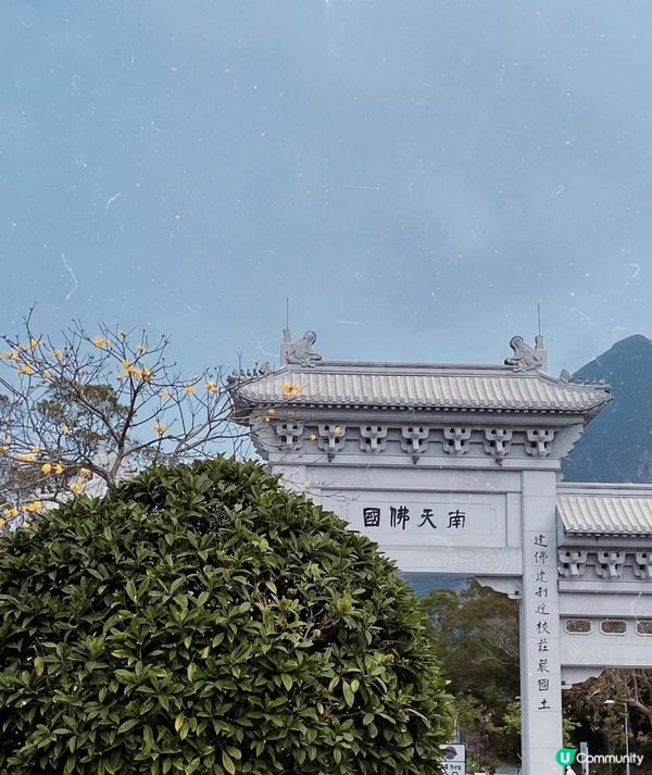 不同角度看大佛，天壇大佛的對面就是寶蓮禪寺，佛像座落千海拔 ...