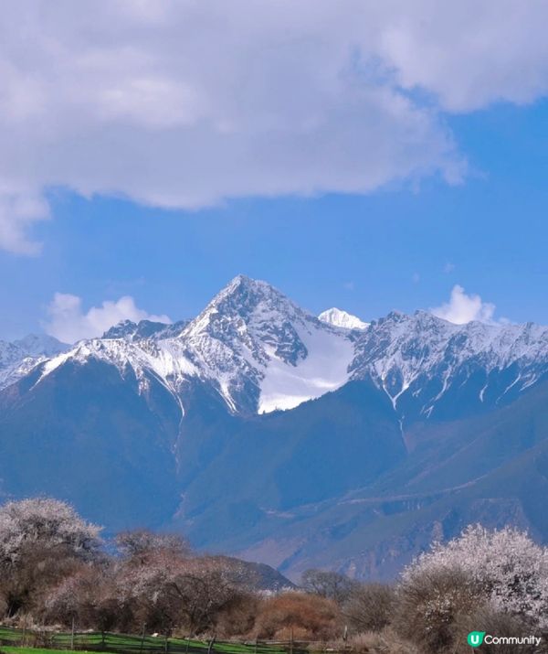 中國最美的春天應該就在林芝了吧，三月中下旬到四月中旬桃花盛開...