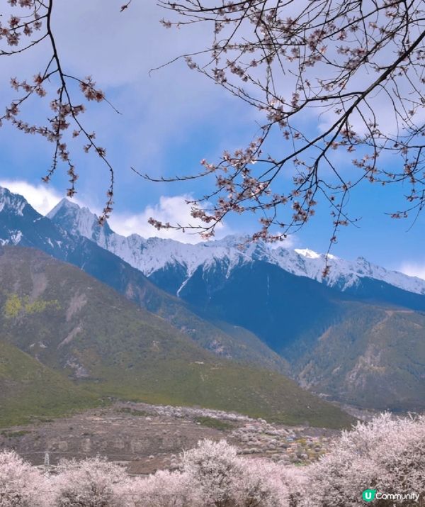 中國最美的春天應該就在林芝了吧，三月中下旬到四月中旬桃花盛開...
