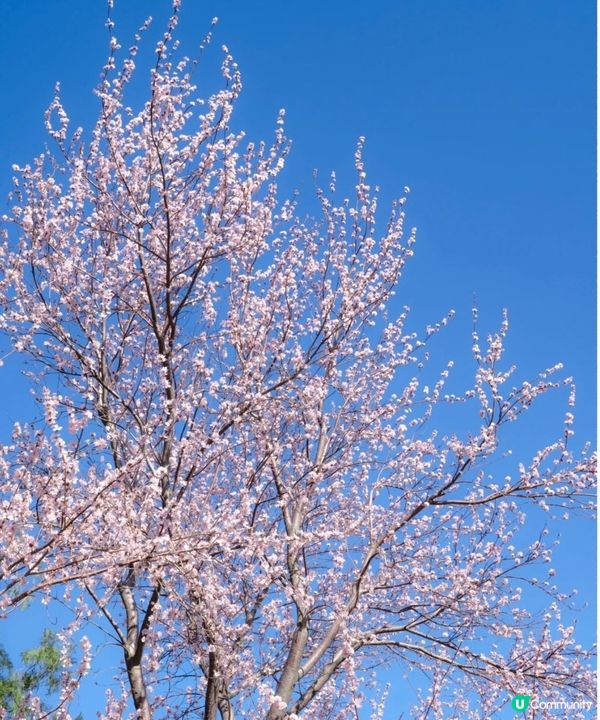 北海公園很大，繞彎整個園區登上白塔，差不多3-4個小時，海面...