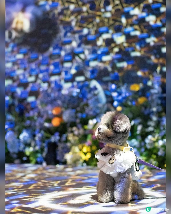 Naked Flowers 香港站