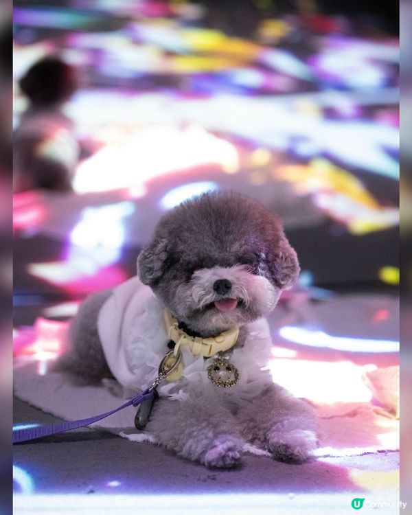 Naked Flowers 香港站