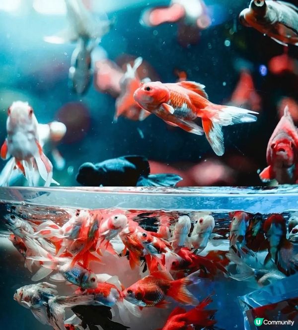 《日本橋藝術水族館》位於東京日本橋的一座別具特色的水族館