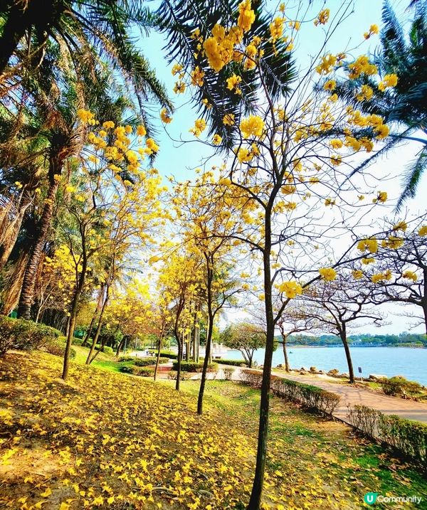 花季正濃，到處花海美不勝收，迪欣湖也不例外。