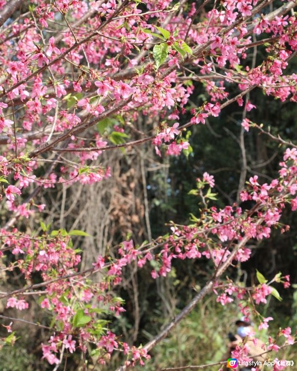 位於赤鱲角的櫻花園