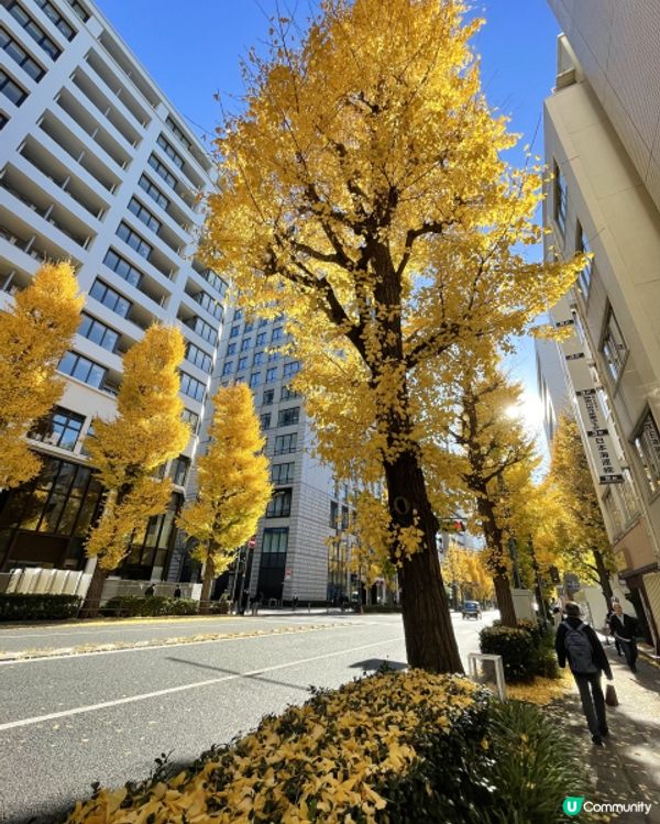 🇯🇵日本秋遊🍂✨金黃色的銀杏千萬不要錯過💫
