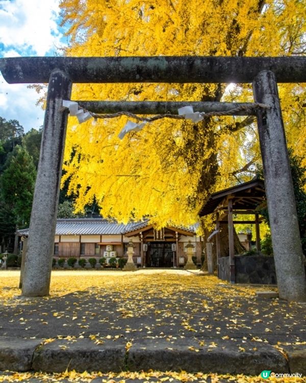🇯🇵日本秋遊🍂✨金黃色的銀杏千萬不要錯過💫
