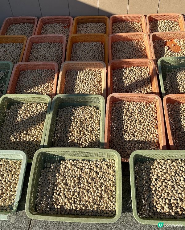 🇯🇵日本秋遊🍂✨金黃色的銀杏千萬不要錯過💫