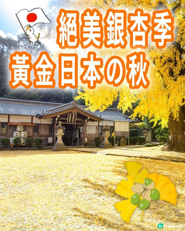 🇯🇵日本秋遊🍂✨金黃色的銀杏千萬不要錯過💫
