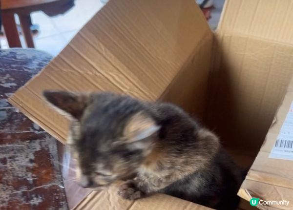 泰國旅行期間遇到貓