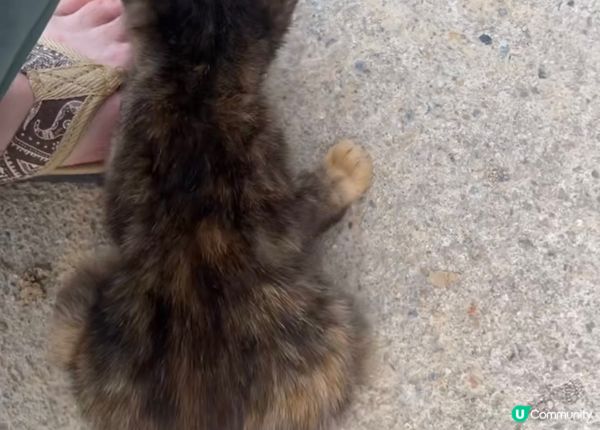 泰國旅行期間遇到貓