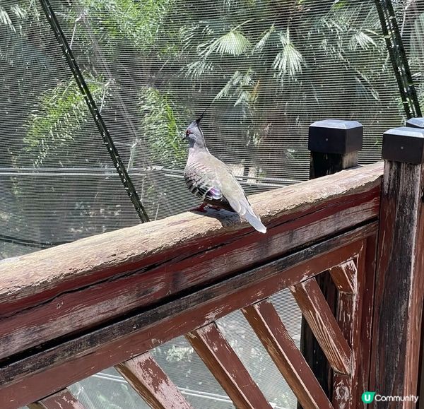 香港公園入面的尤德觀鳥園，有多種稀有的雀鳥參觀，吸引不少人在...