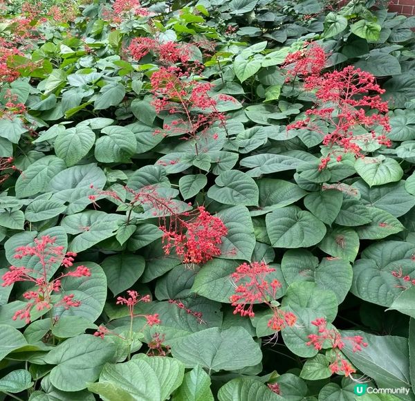 今日介紹一個賞花好地方「蝴蝶灣公園」公園地方很大環境優美，鳥...